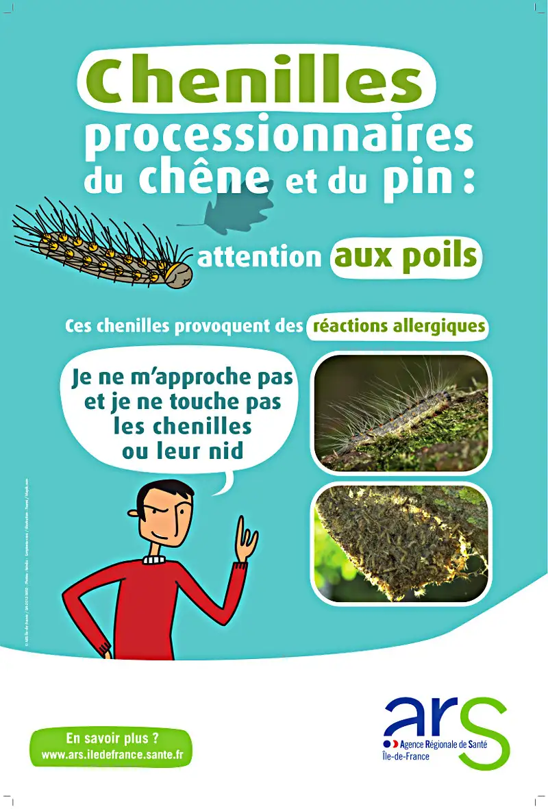 Chenilles processionnaires chenilles processionnaires